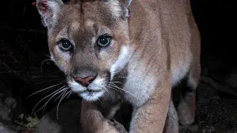  P-22 Mountain Lion walking towords the camera